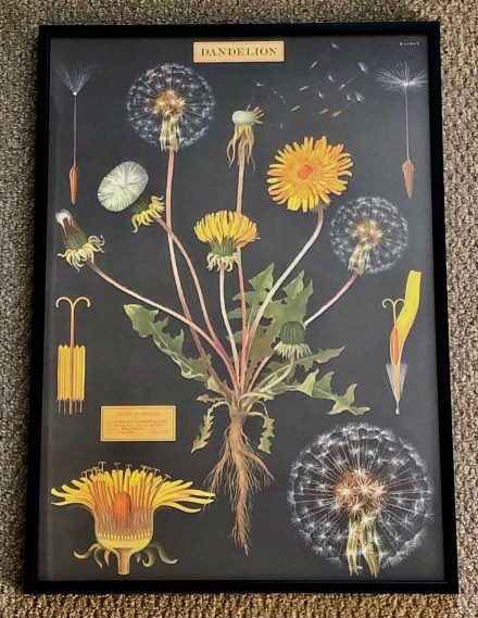 dandelion poster